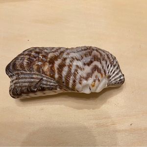 Unique Turkey Wing Seashell Drawer Pull